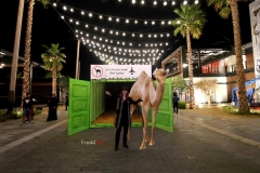 Mein Freund Kamel Klaus aus dem Krefelder Zoo landet in Dubai zum Heimaturlaub